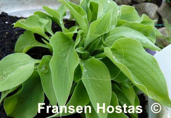 Hosta Gold Drop